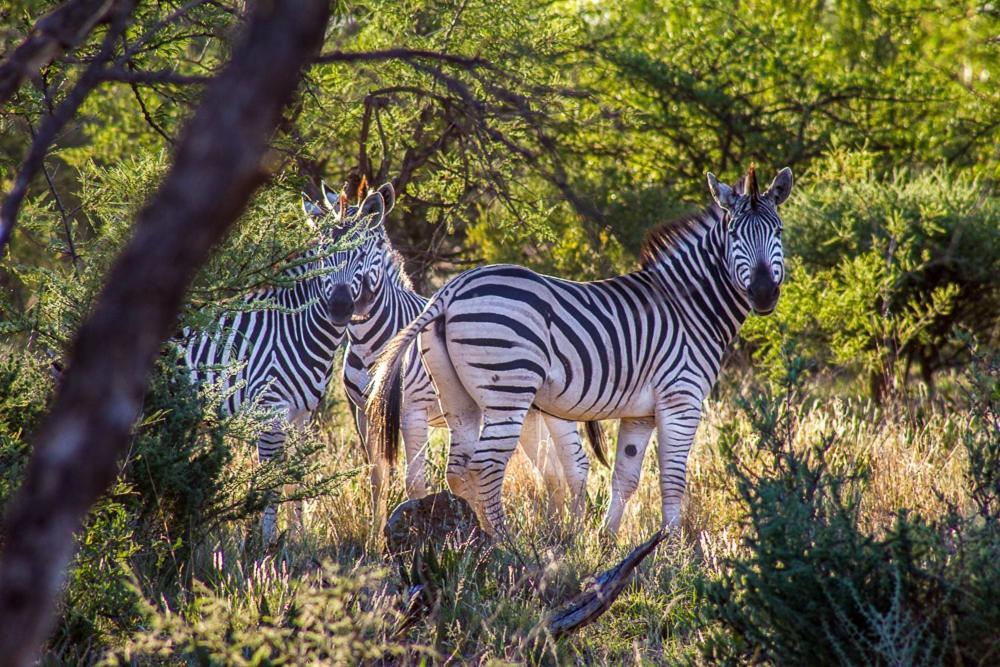 Big Valley Game Lodge Lobatse Esterno foto
