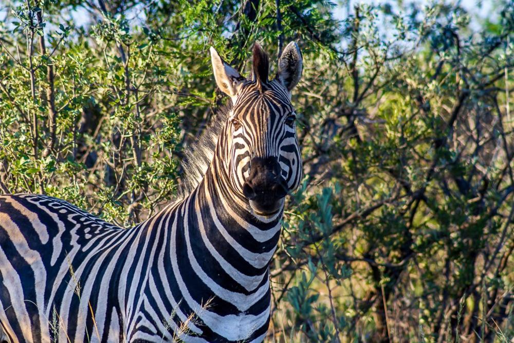 Big Valley Game Lodge Lobatse Esterno foto