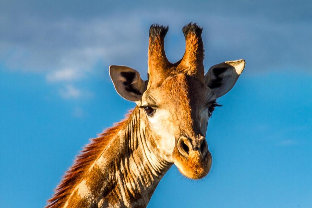 Big Valley Game Lodge Lobatse Esterno foto