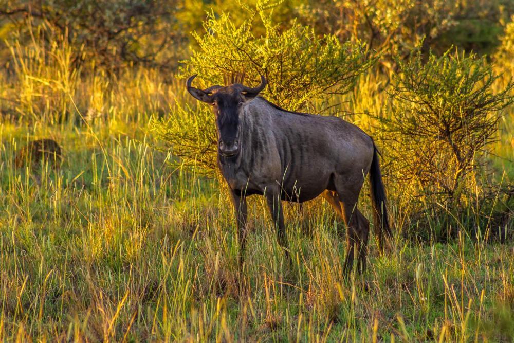 Big Valley Game Lodge Lobatse Esterno foto