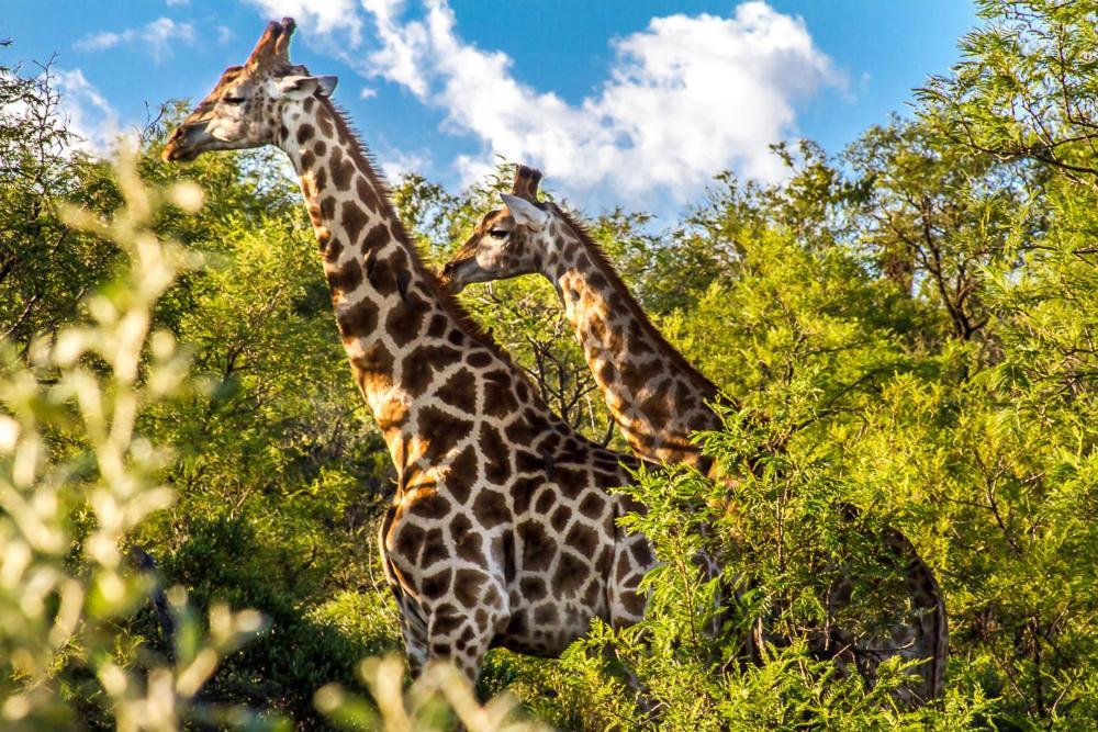 Big Valley Game Lodge Lobatse Esterno foto