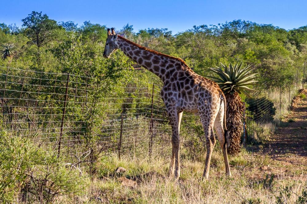 Big Valley Game Lodge Lobatse Esterno foto